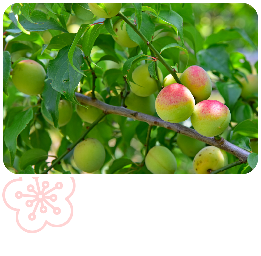 紀州産の良質な梅